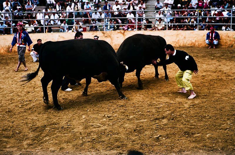 Ada Festival Adu Banteng di Okinawa