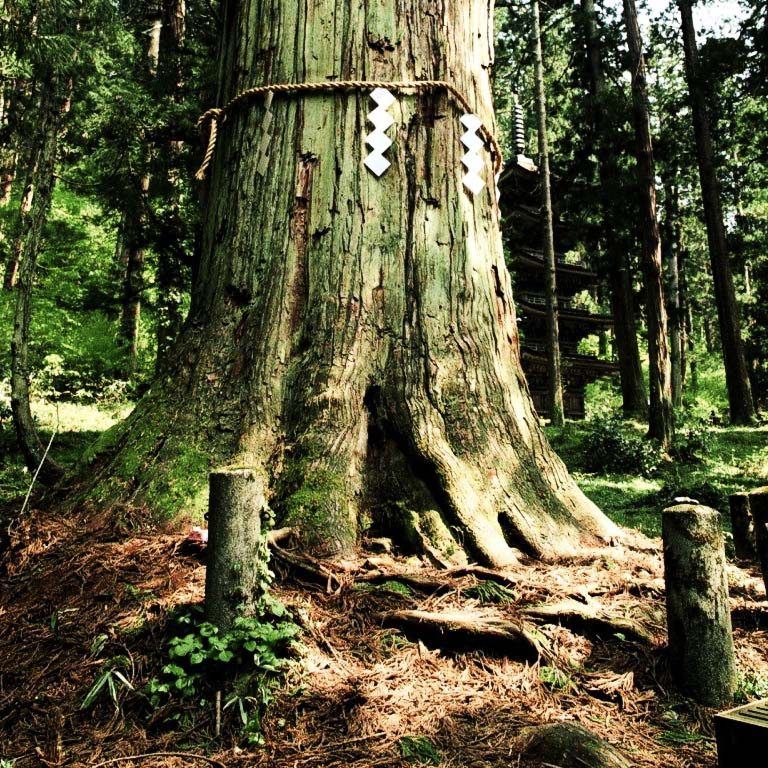 Legenda Sakaki Pohon Suci Agama Shinto Di Jepang