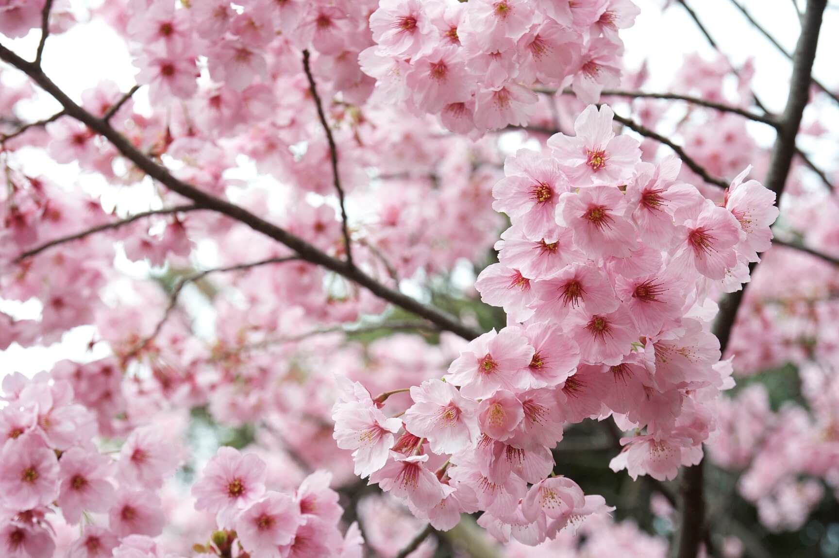Paling Keren 15 Gambar Bunga Sakura Jatuh Gambar Bunga 