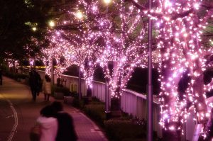 Nikmati Keindahan Bunga Sakura Musim Dingin Disepanjang Sungai Meguro Tokyo