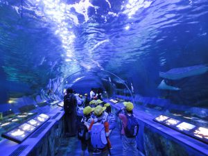 5 Rekomendasi Wisata Aquarium Terbaik Yang Ada Disekitar Kota Tokyo