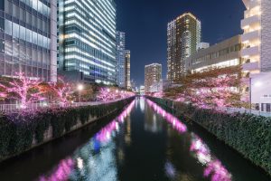 Nikmati Keindahan Bunga Sakura Musim Dingin Disepanjang Sungai Meguro Tokyo