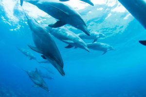Berenang Dan Bermain Bersama Lumba-Lumba Liar Di Pulau Mikurajima !