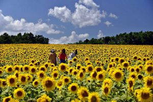 5 Surga Bunga Matahari Yang Wajib Kamu Kunjungi Ketika Berlibur Di Jepang !