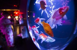 Fakta Menarik Tentang Ikan Mas Yang Menjadi Obyek Populer Dalam Kesenian Jepang