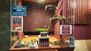 Menginap Dan Bermain Dengan Kucing-Kucing Lucu Sepuasnya Di Neko Hatago