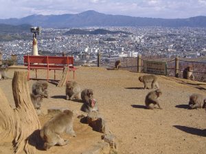 5 Destinasi Wisata Terbaik Di Jepang Untuk Kamu Yang Pecinta Binatang