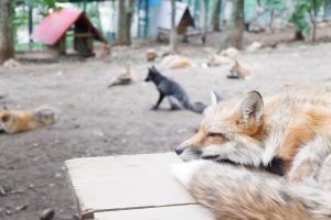 5 Destinasi Wisata Terbaik Di Jepang Untuk Kamu Yang Pecinta Binatang