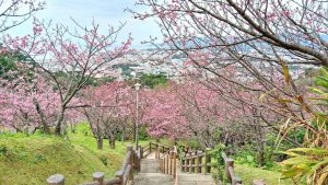 Jadwal Terbaru Untuk Mekarnya Bunga Sakura Di Jepang Tahun 2020