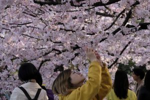 Festival Menyambut Musim Semi Di Jepang Terpaksa Batal Karena Wabah Virus Corona Yang Semakin Meluas