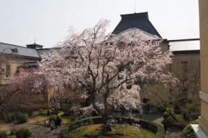 3 Lokasi Rahasia Untuk Menikmati Indahnya Bunga Sakura Di Kyoto