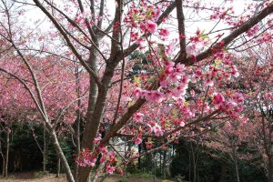 3 Lokasi Rahasia Untuk Menikmati Indahnya Bunga Sakura Di Kyoto