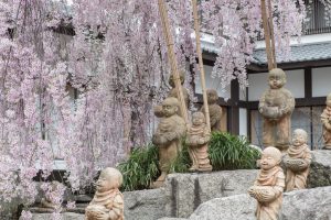 3 Lokasi Rahasia Untuk Menikmati Indahnya Bunga Sakura Di Kyoto