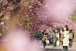 Festival Menyambut Musim Semi Di Jepang Terpaksa Batal Karena Wabah Virus Corona Yang Semakin Meluas