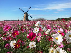 Nikmati Festival Bunga Cosmos Di Kota Sakura Prefektur Chiba