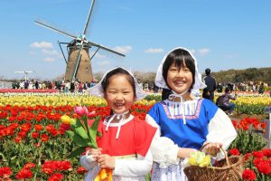 Nikmati Festival Bunga Cosmos Di Kota Sakura Prefektur Chiba
