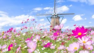 Nikmati Festival Bunga Cosmos Di Kota Sakura Prefektur Chiba