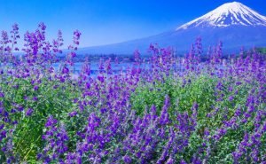 Hamparan Bunga Lavender Yang Indah Dalam Kawaguchiko Herb Festival Tokyo