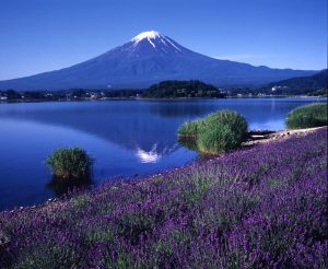 Hamparan Bunga Lavender Yang Indah Dalam Kawaguchiko Herb Festival Tokyo