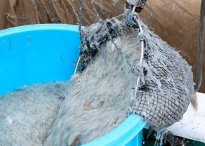 Tradisi Memancing Dan Kuliner Tradisional Chirimen Di Teluk Shibushi