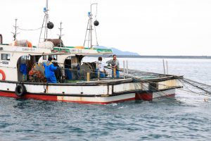 Tradisi Memancing Dan Kuliner Tradisional Chirimen Di Teluk Shibushi