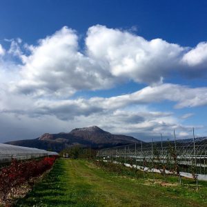 Petik Buah Sendiri, Nikmati Kesegarannya Di 5 Perkebunan Hokkaido Berikut Ini !