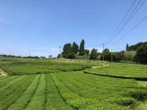 Menikmati Kesegaran Alam Dan Sejarah Pertanian Teh Hitam Jepang Di Minamata
