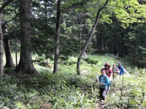 Menikmati Wisata Alam Eksotis Dalam Hutan Mistis Hikari no Mori