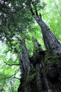 Menikmati Wisata Alam Eksotis Dalam Hutan Mistis Hikari no Mori