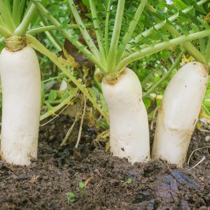 Mengenal Dan Memasak Hidangan Jepang Dengan Lobak Jepang Yang Disebut Daikon !